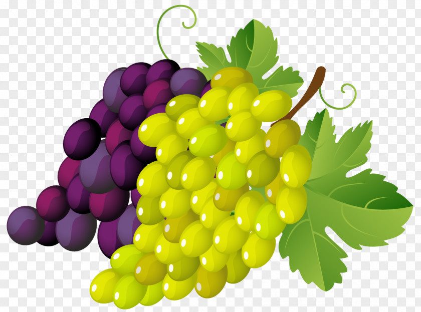 Purple Grapes Cliparts Wine Common Grape Vine Clip Art PNG