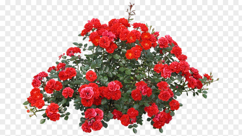 Rose Shrub Flower PNG