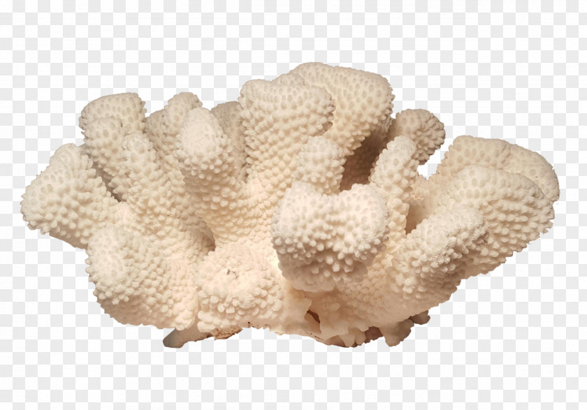 Cauliflower Pocilloporidae Coral Pocillopora Meandrina Biological Specimen Invertebrate PNG