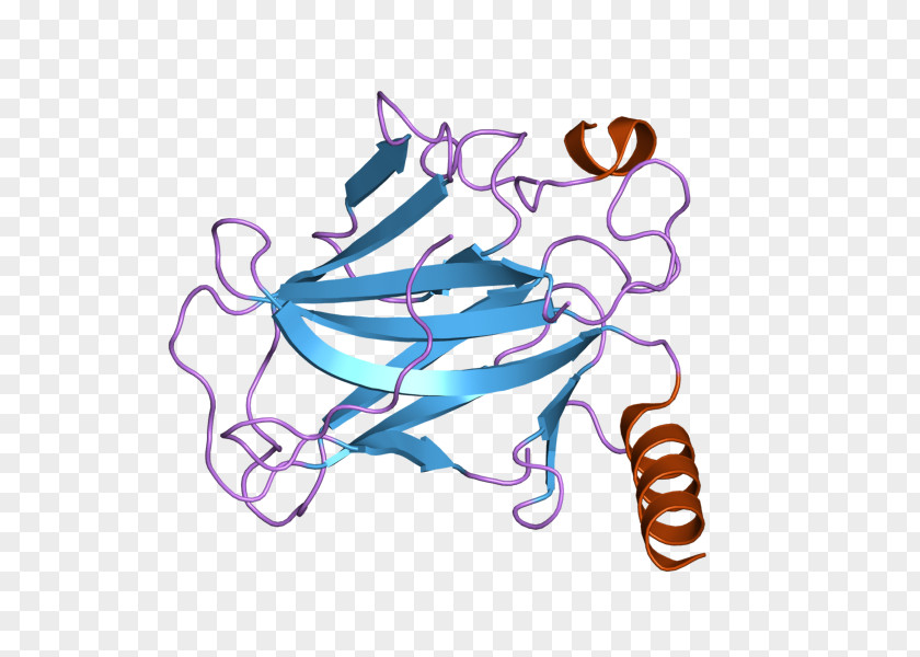 P53 Protein Multicellular Organism Tumor Suppressor Gene PNG