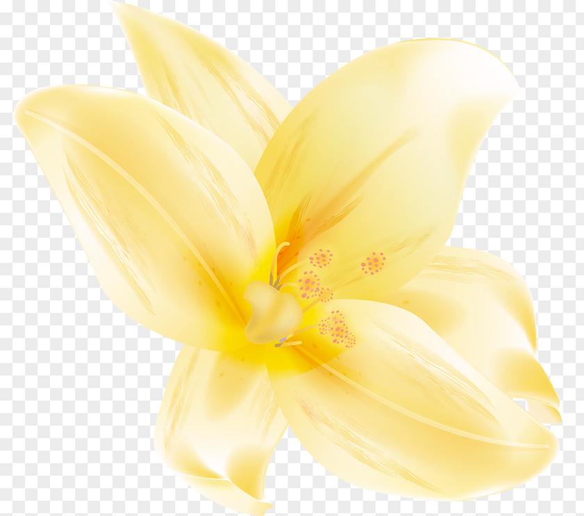Yellow Flowers Cut Lilium Petal Plant PNG