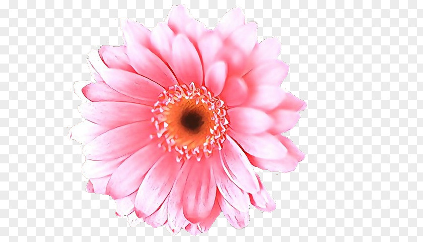 Artificial Flower Daisy Family PNG