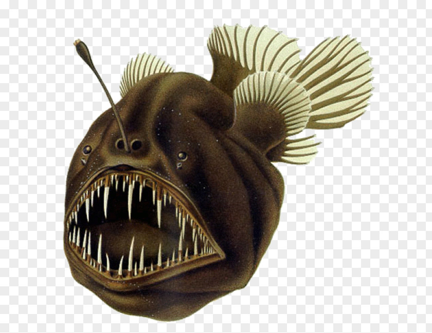 Benthic Animals Black Seadevil Humpback Anglerfish Deep Sea Fish PNG