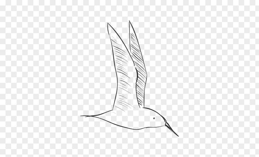 Bird Drawing PNG