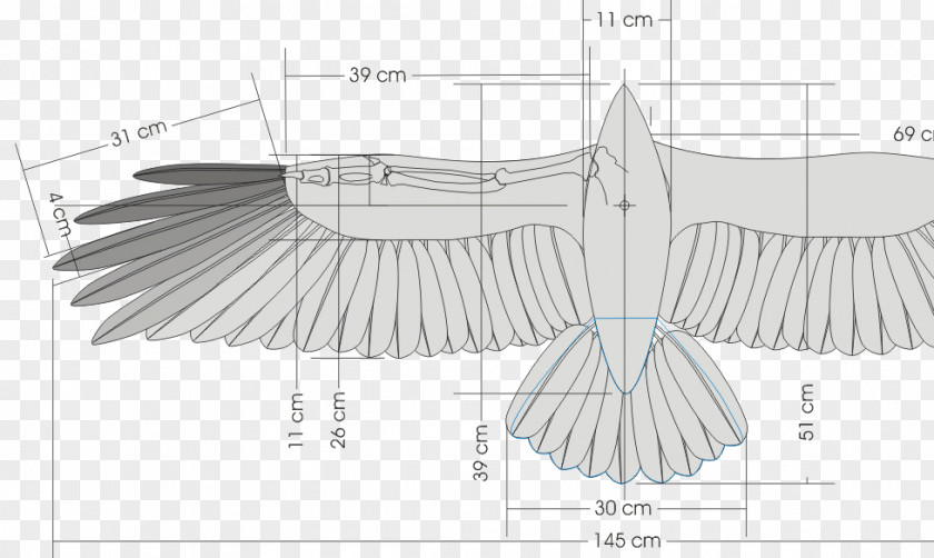 Bird Wing Glider Dihedral Flight PNG