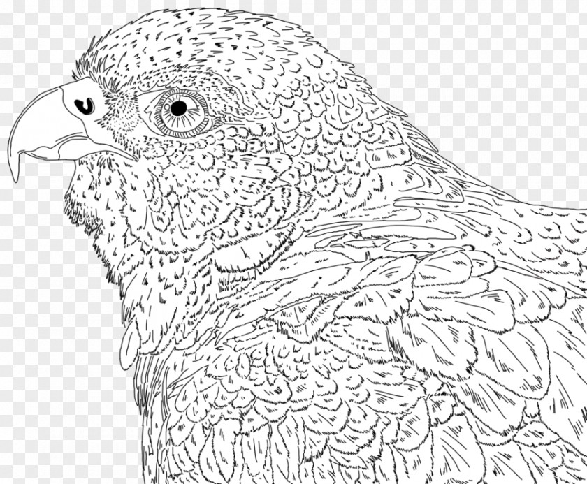 Chicken Line Art Drawing Beak Feather PNG
