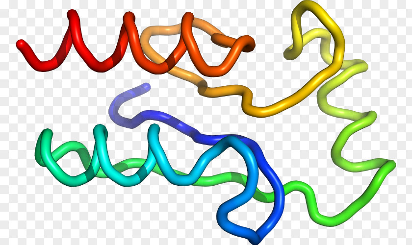 Line Organism Clip Art PNG