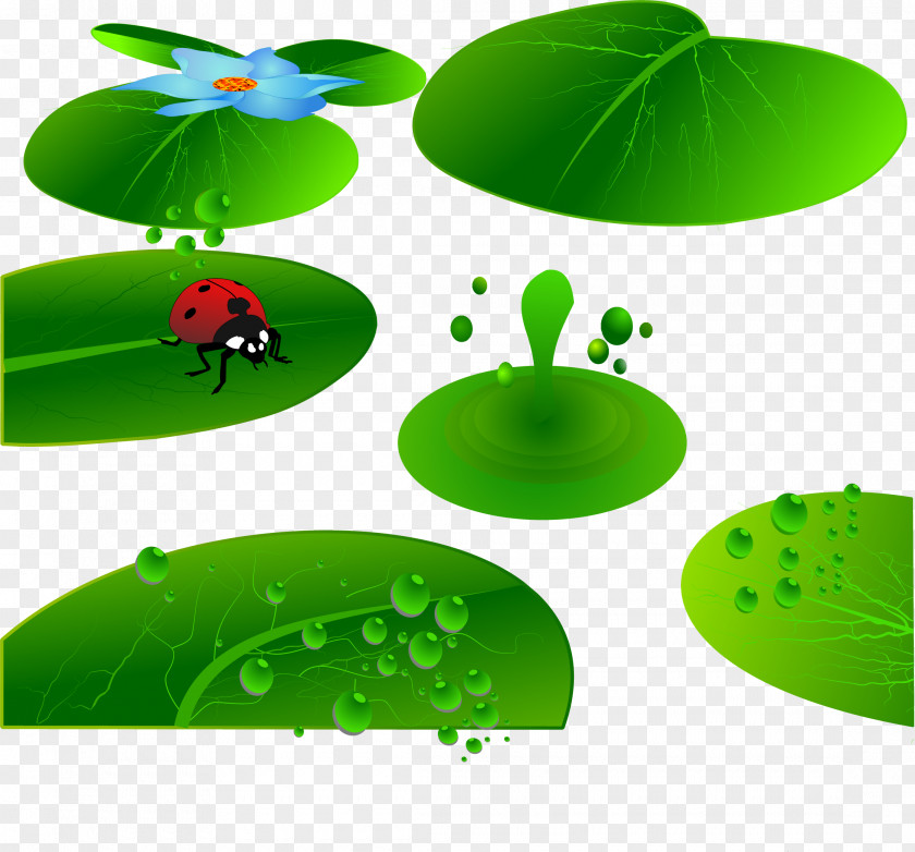 Painted Pond Ladybug Vector Illustration Leaf Insect Cartoon PNG