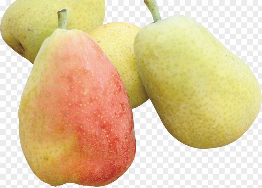 Pear Pyrus Nivalis Xd7 Bretschneideri Amygdaloideae Fruit PNG