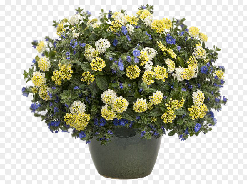 Plant Morning Glory Flowerpot Convolvulus Cneorum Container Garden PNG