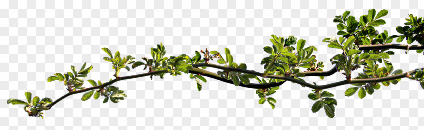 Rose Branch Twig Leaf Rosier-feuilles PNG