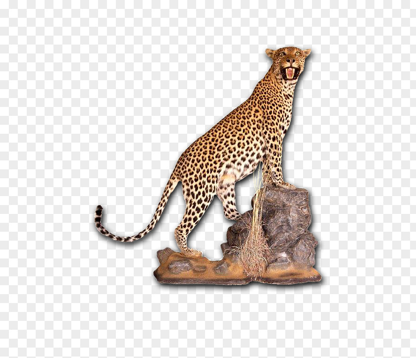 African Leopard Cheetah Taxidermy Skull Mounts Tanning PNG