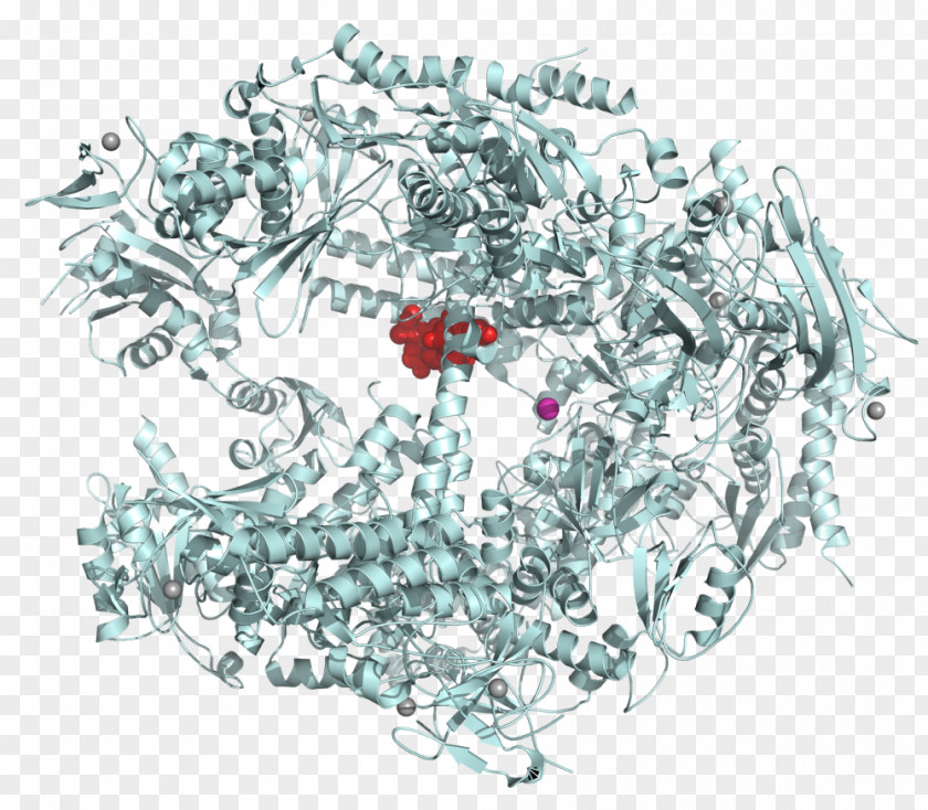 Complex RNA Polymerase III PNG