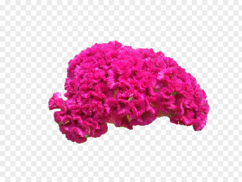 Cut Flowers Pink M Wool Petal PNG