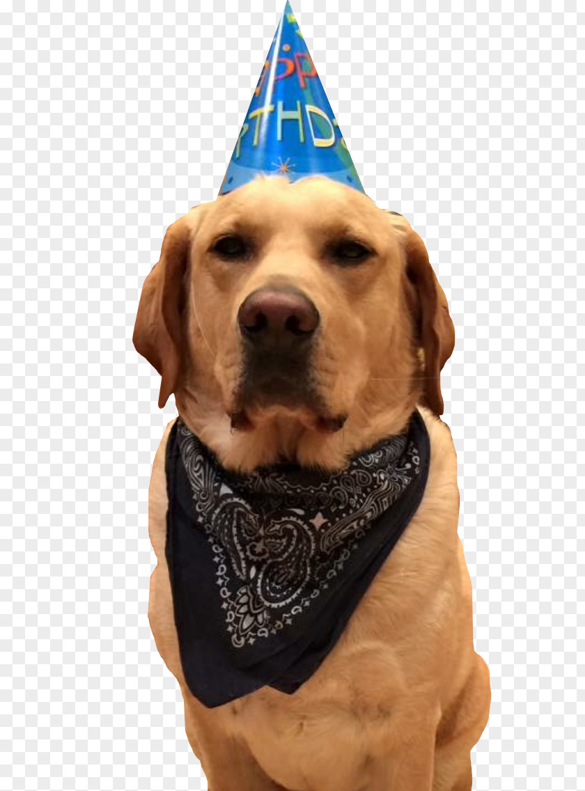 Hat Labrador Retriever Party Bulldog Birthday PNG