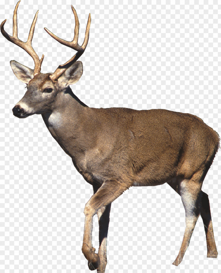 Large Deer Head White-tailed T-shirt Hunting PNG