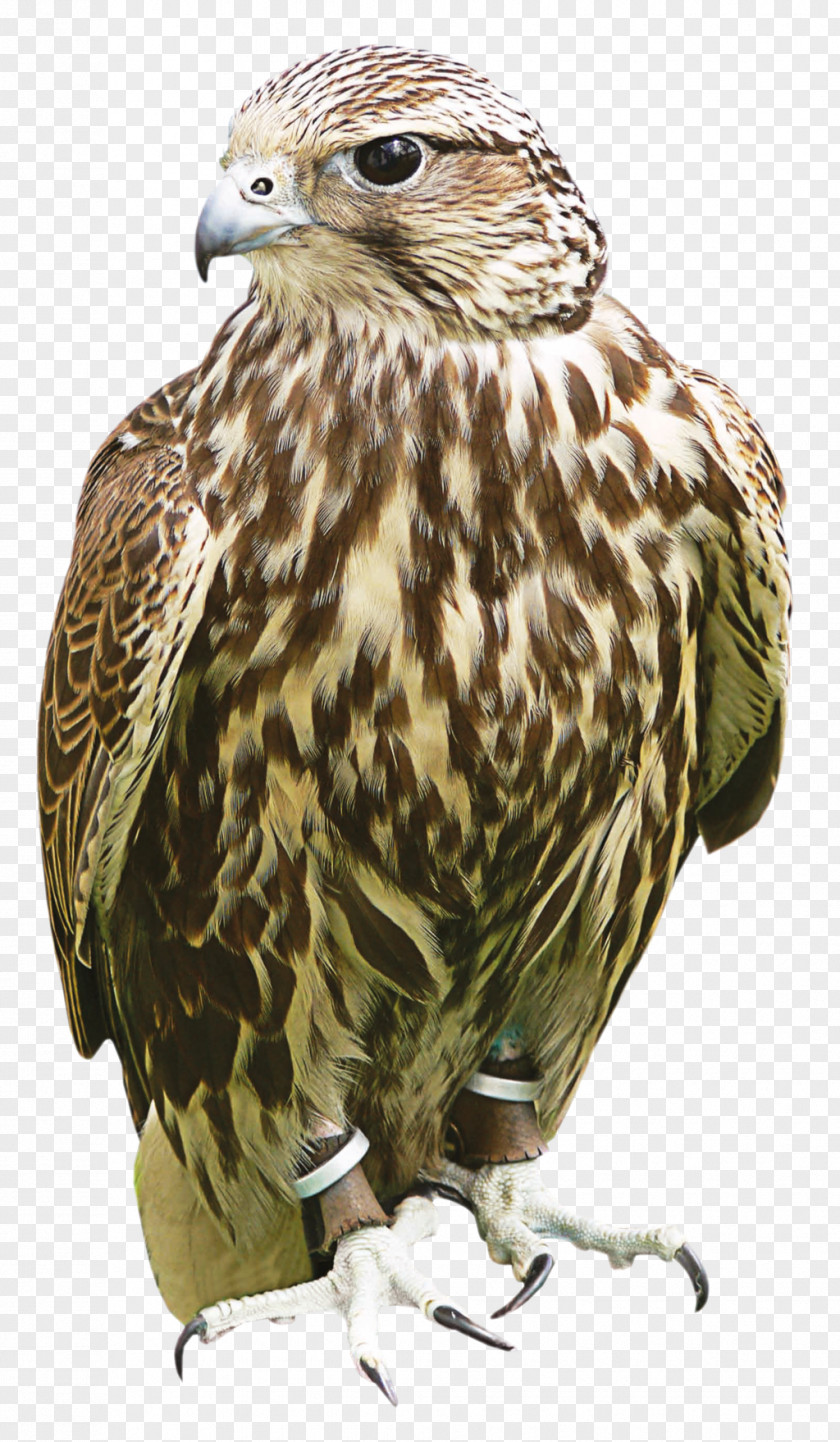 Owl Hawk Buzzard Fauna Beak PNG