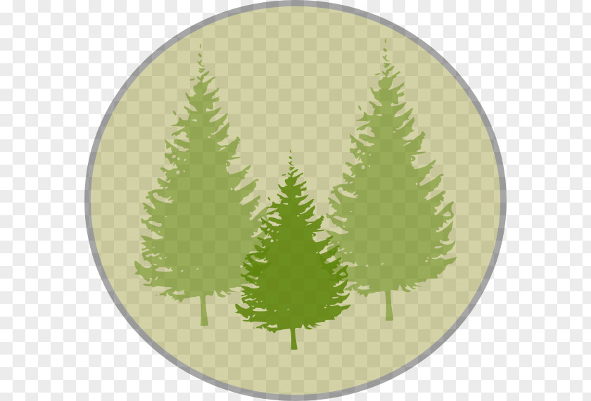 Pine Leaves Tree Fir Clip Art PNG