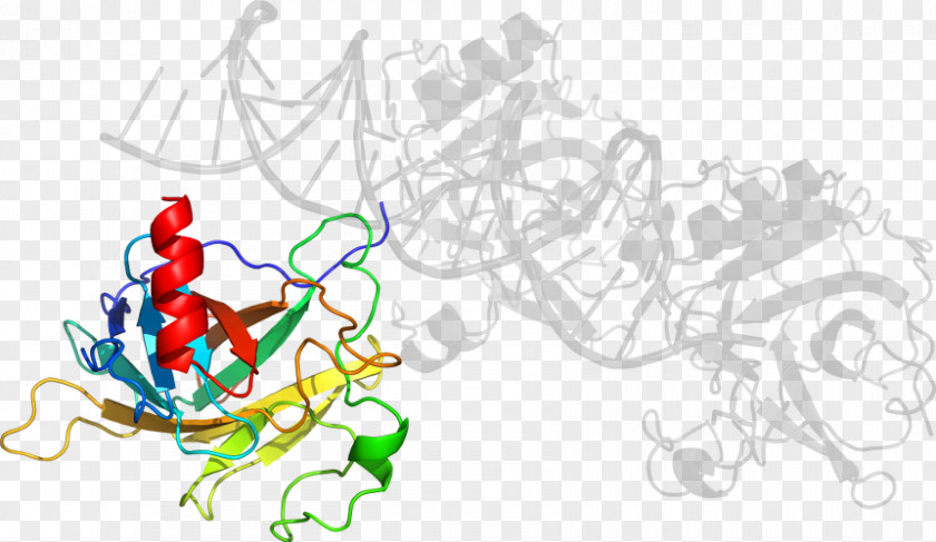 Cytochrome P450 Reductase Clip Art Illustration Graphic Design Line PNG
