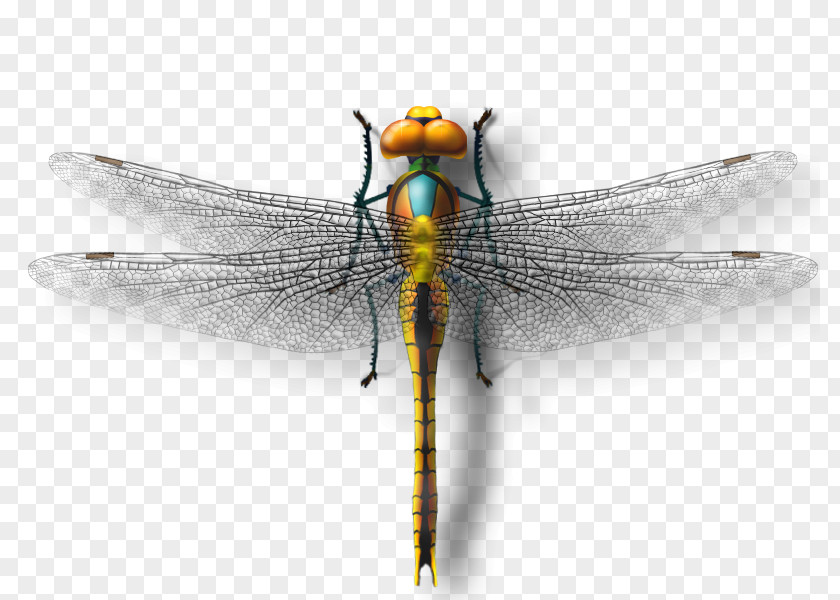 Dragonfly Insect Butterfly PNG
