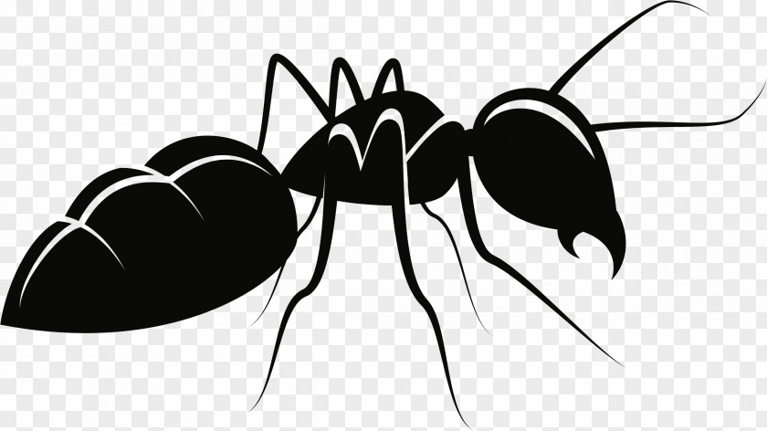 Mosquito Ant Insect Clip Art PNG