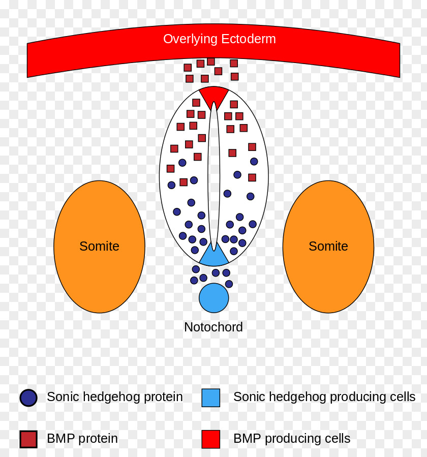 Neural Tube Plate Bone Morphogenetic Protein Sonic Hedgehog Neuron PNG