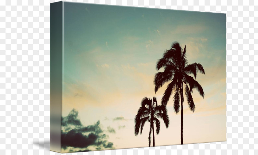 Overlooking The Coconut Tree Painting Picture Frames Arecaceae Sky Plc PNG