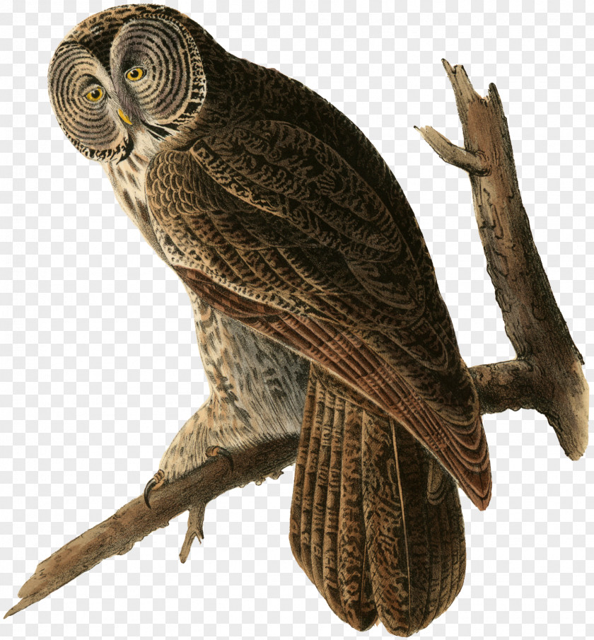 Owl Great Grey The Birds Of America Horned PNG