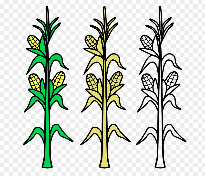 Plants Corn On The Cob Candy Maize Coloring Book Crop PNG
