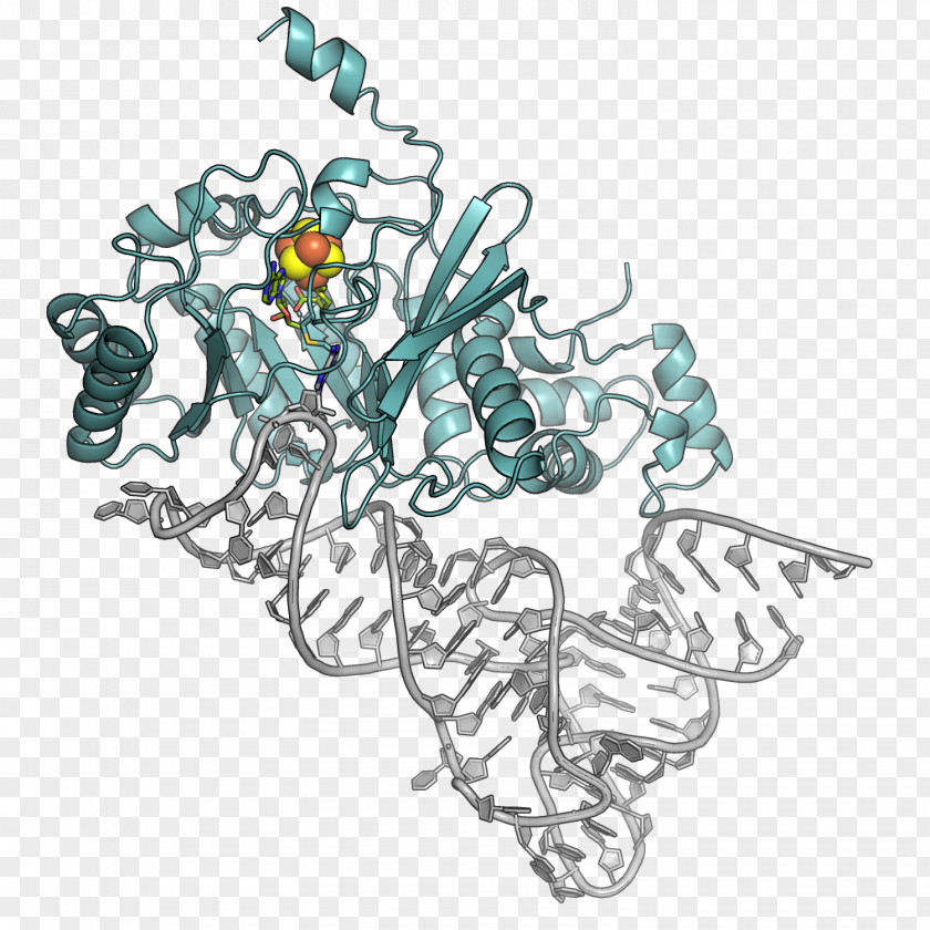 Science Protein Molecular Biology Genetics RNA DNA PNG