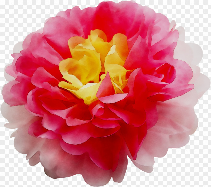 Cabbage Rose Garden Roses Japanese Camellia Peony Cut Flowers PNG