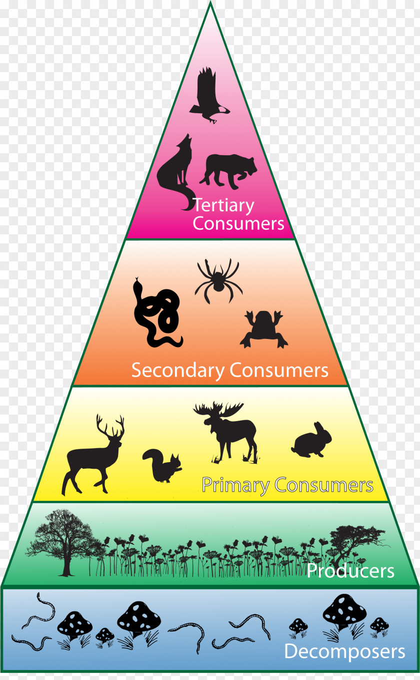 Food Chin Biodiversity Consumer Ecosystem Ecological Pyramid PNG