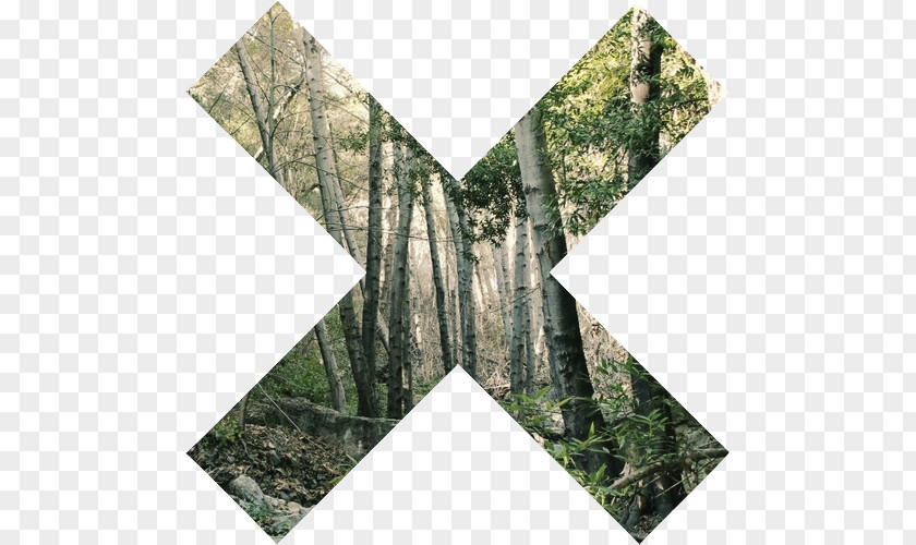 Tropical Forest Aesthetics Art The Xx PNG