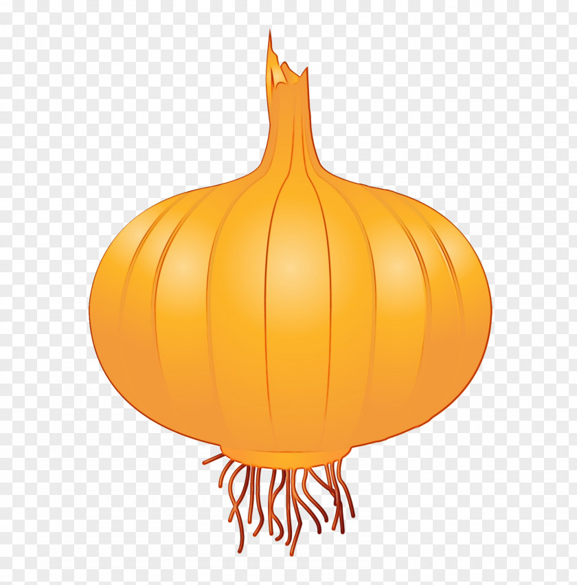 Amaryllis Family Squash Drawing Of PNG