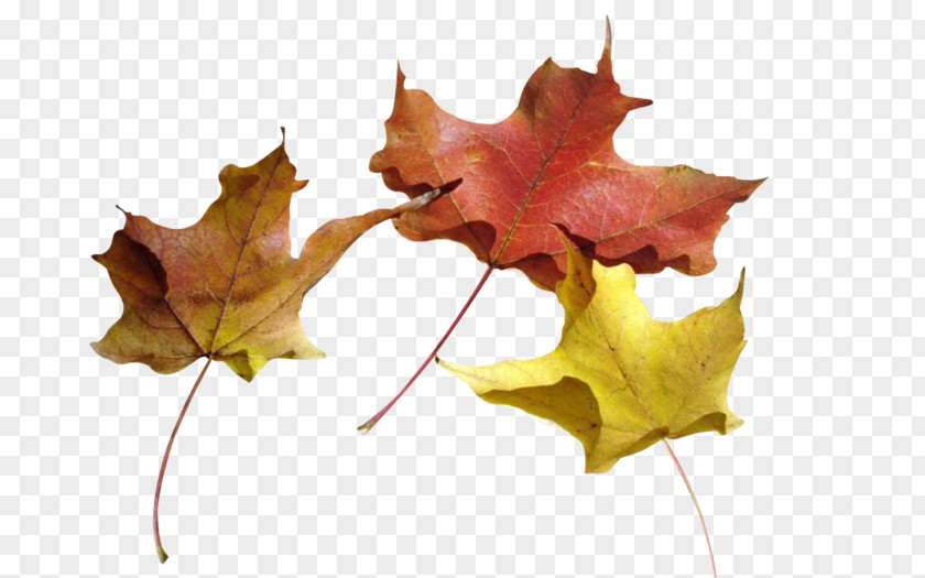 Maple Leaf Autumn Painting PNG