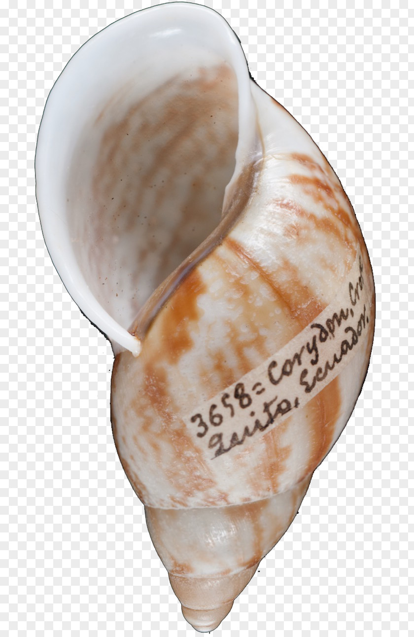 Seashell Conchology Shankha PNG