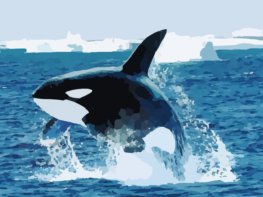 Whale Baby Orca Shark Killer Blue PNG