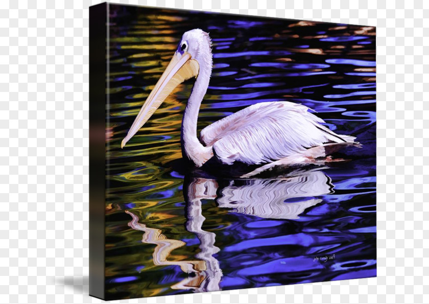 Bird Pelican Crane Painting Beak PNG