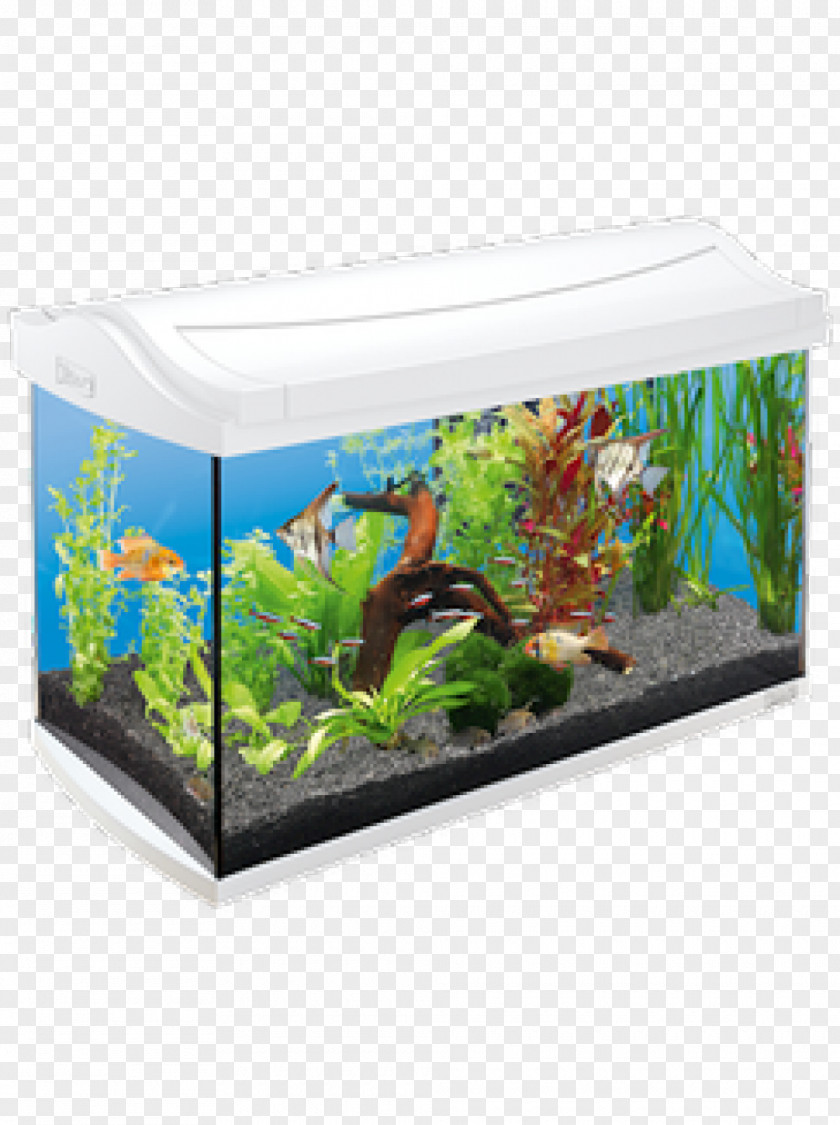 Fish Tropical Aquariums Tetra Pet Reef Aquarium PNG