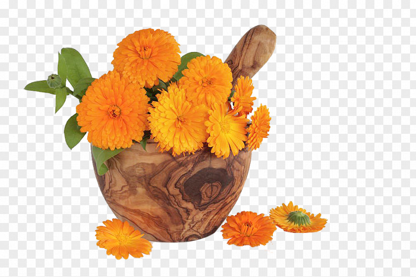 Marigold Free Pull Material Flower Stock Photography Royalty-free PNG