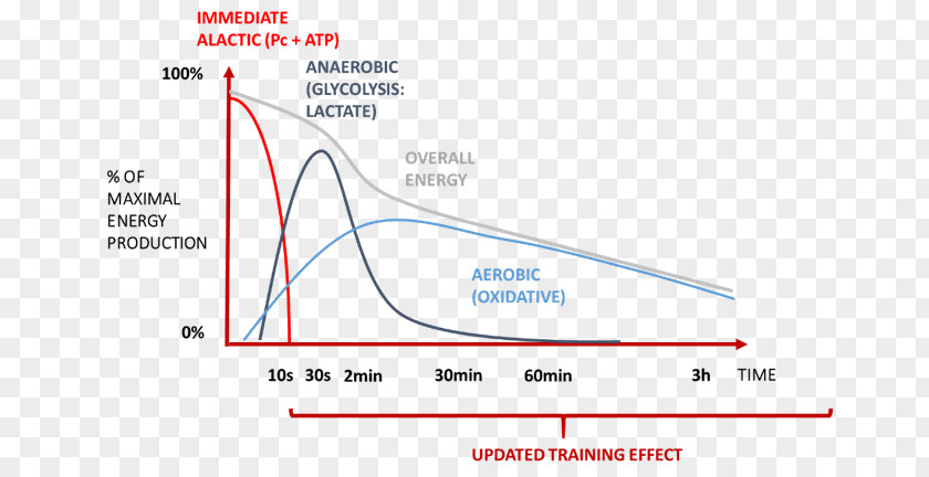 Muscle Distribution Line Angle Diagram PNG