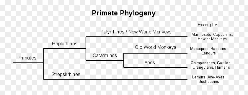 Old World Monkey Document Line Angle Brand PNG