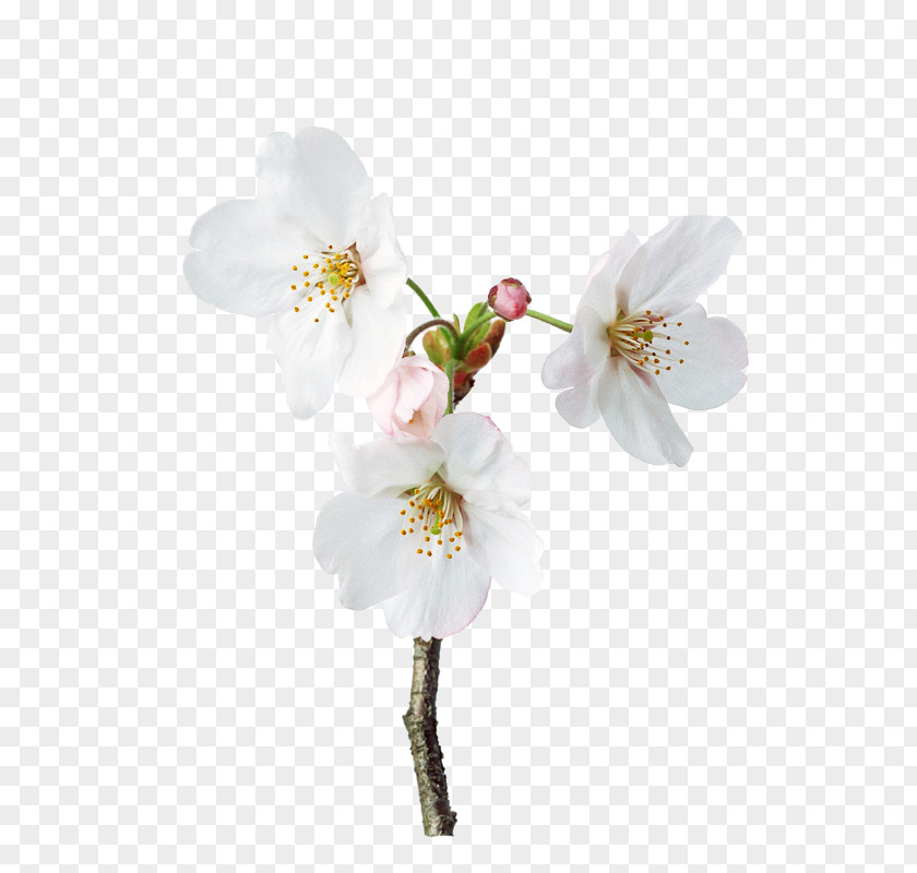 Three White Pear Flower Petal Picture Material Floral Design PNG