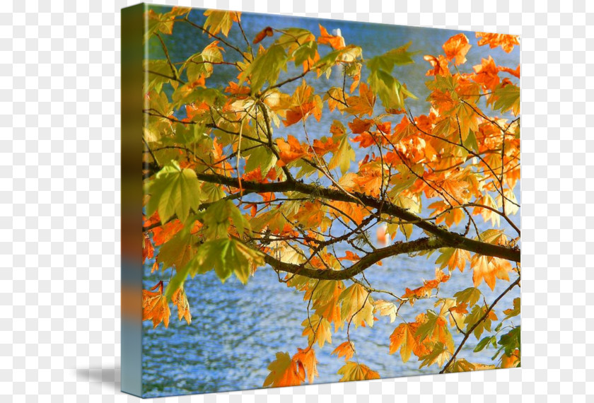 Autumn Maple Painting Gallery Wrap Canvas PNG