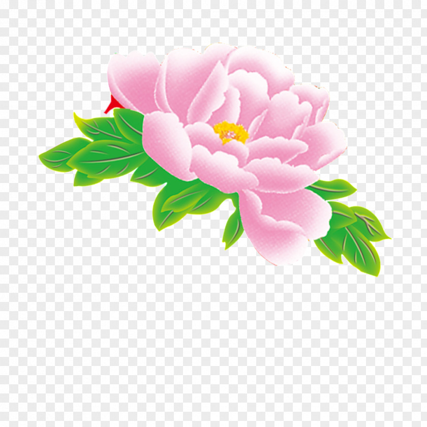 Hand Drawing Peony Image Flower PNG