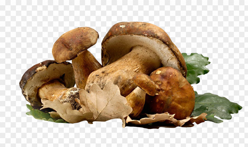 Letinous Edodes Bread Poznajemy Grzyby Fungus Mushroom Auglis Shiitake PNG