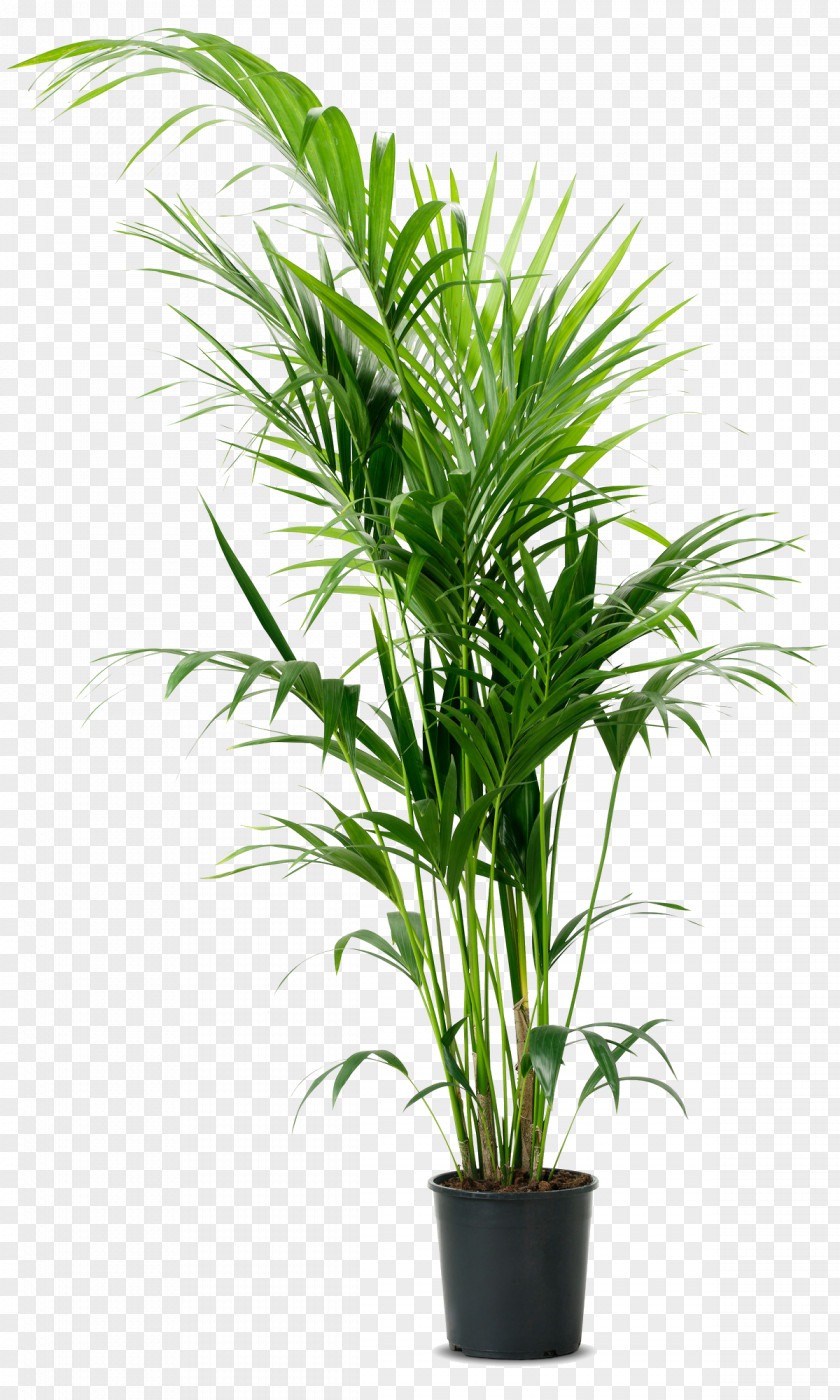 Palm Plants Howea Forsteriana Houseplant Flowerpot Chamaedorea Elegans PNG