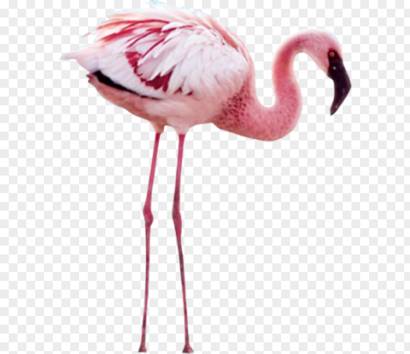 Pink Flamingos Flamingo Clip Art PNG