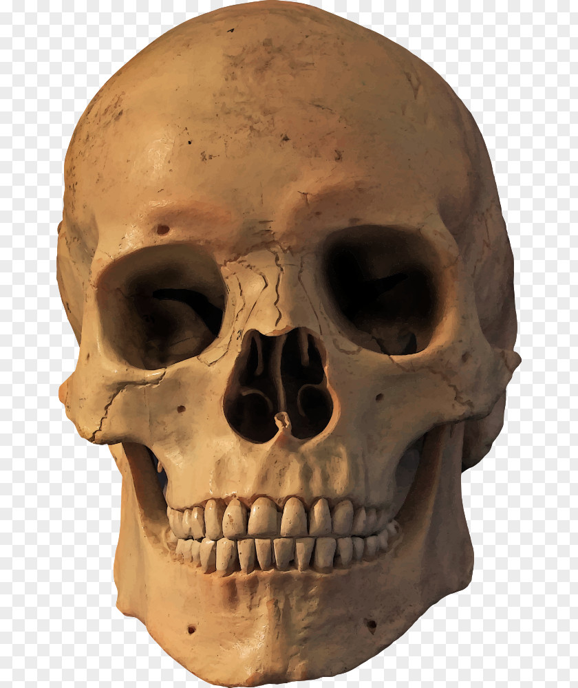 Skull Human Symbolism Skeleton PNG
