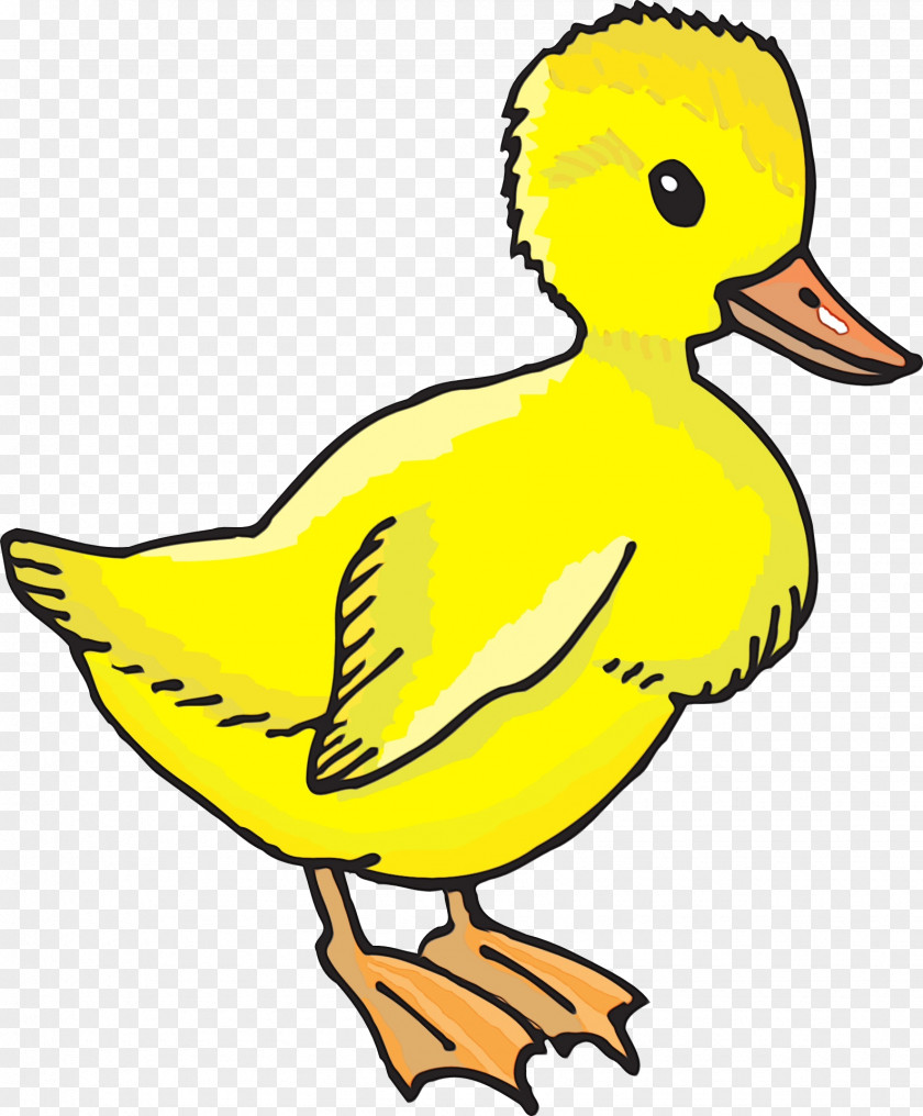 Duck Water Bird Birds Beak Yellow PNG